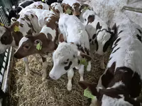 Bik, Simmental cattle — fotografija 1
