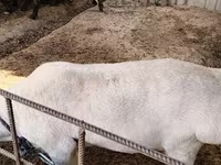 Moutons (lot, sexe non indiqué), Moutons — photo 5