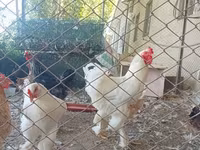 Brahma — foto 1