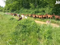 Ziegenbock, Alpine goat — Foto 6