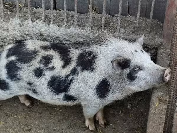 Knur, Вьетнамская вислобрюхая
