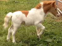 Kobila, Miniature horse — fotografija 3