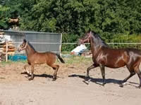 Кобила, Lipizzaner — фото 5