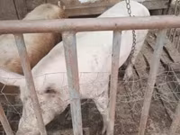 خنزيرة, Крупная белая — الصورة 3