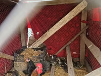 Chickens — fotografija 2