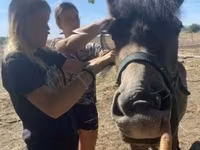 Kobila, Hucul pony — fotografija 2