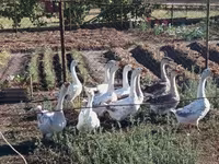 Geese — foto 3