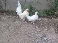Японська бентамка — фото 4