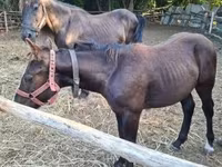 Mare, Horses — photo 6