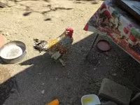 Chickens — 照片 2