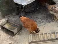 Chickens — 写真 4