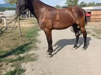 Kobila, Hungarian horse breed — fotografija 4