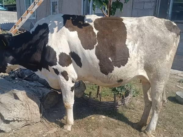 Krava, Russian Black pied cattle