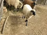Sheep, Sheep — photo 3