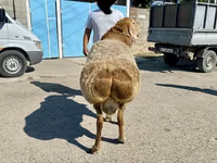 Qoç, Arashan sheep — foto 5