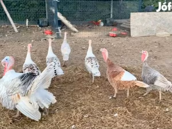 Turkeys