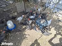 Chickens — foto 4