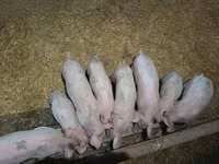 मादा सूअर — फ़ोटो 2