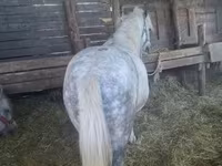 公马, Horses — 照片 2