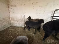 Ovca, Blackheaded Persian sheep — fotografija 6