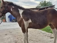 At, Hungarian horse breed — foto 4