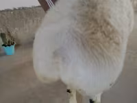 Ovan, Beltex sheep — fotografija 2