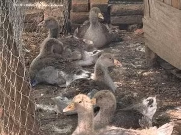 Geese