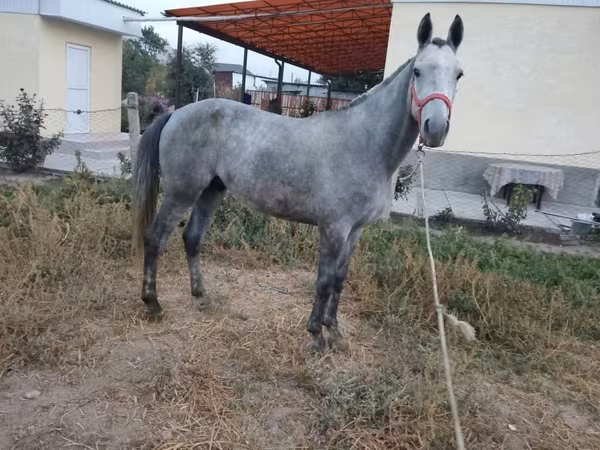 At, Thoroughbred horse