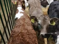 公牛, Simmental cattle — 照片 8