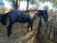 Cavalo, Lipizzaner — foto 1
