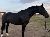 Yegua, Dutch warmblood horse — foto 2
