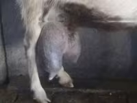 Koza, Kozy — zdjęcie 1