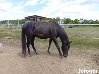 公马, American paint horse — 照片 5