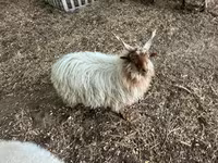 雄羊, Racka sheep — 写真 2