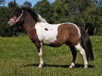 Horse (M), American shetland pony — photo 5
