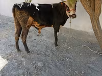 Бик, Russian Black pied cattle — фото 4