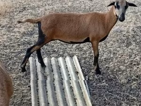 Brebis, Cameroon sheep — Hongrie