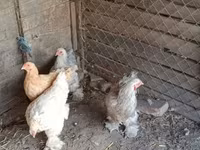 Brahma — Foto 1
