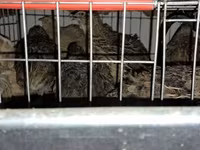 Japanese — photo 1