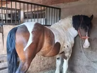 Pastuv, Gypsy horse — fotografija 1