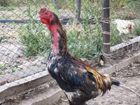 Derbiširska crvenokapa — fotografija 2