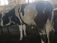 सांड, Simmental cattle — फ़ोटो 8