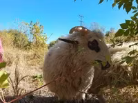 公羊, Racka sheep — 照片 3
