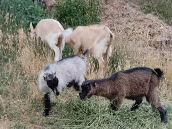 Bode, Cabras