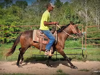 Kobila, Standardbred — fotografija 4