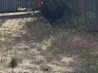 Chickens — 照片 1