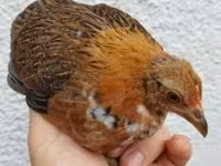 Chickens — Foto 3