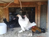 Chickens — fotografija 1