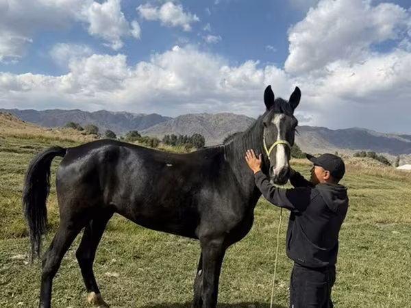 Horse (M), Horse breed