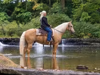 Horse (M), Palomino — photo 2